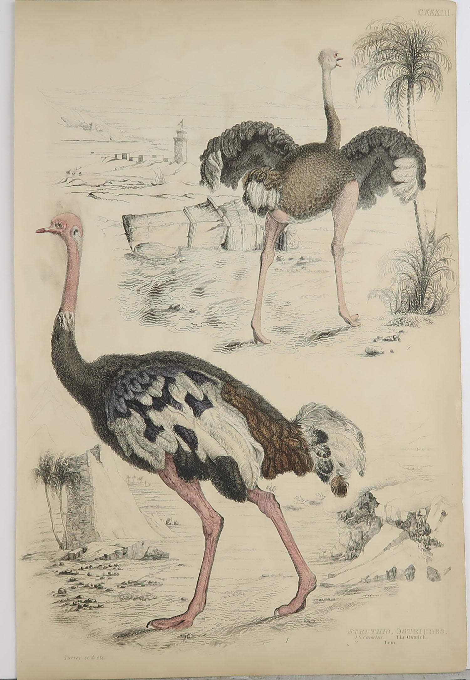 Folk Art Large Original Antique Natural History Print, Ostriches, circa 1835