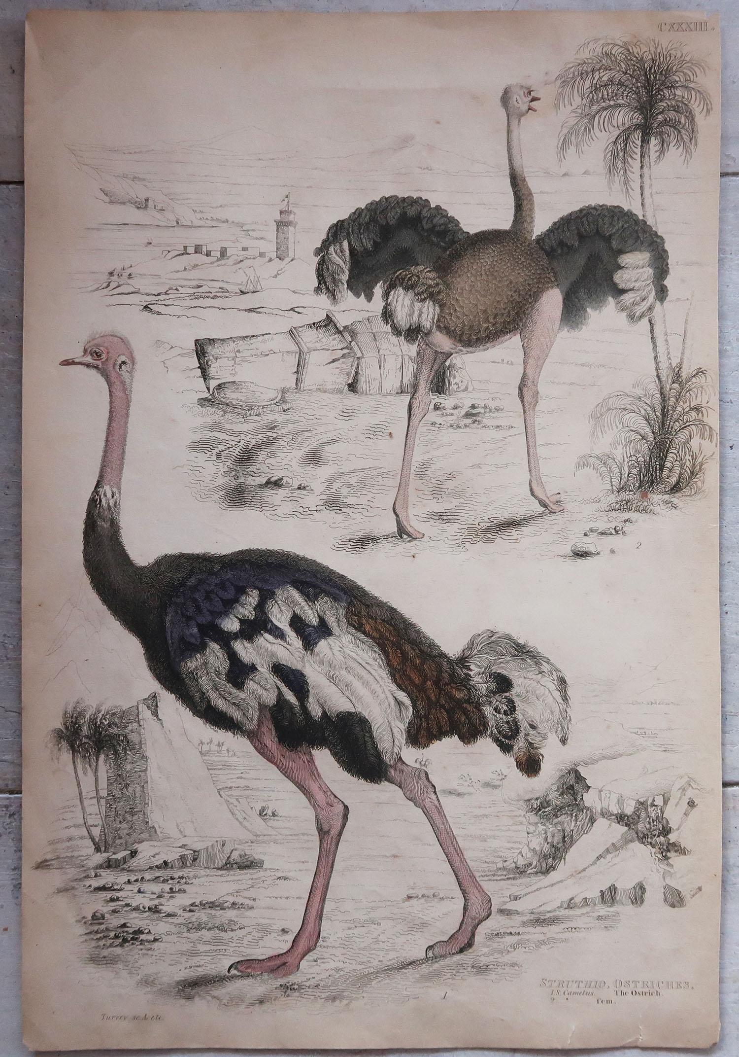 Folk Art Large Original Antique Natural History Print, Ostriches, circa 1835 For Sale