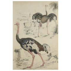 Large Original Antique Natural History Print, Ostriches, circa 1835
