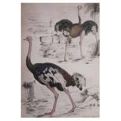 Grande estampe originale ancienne d'histoire naturelle, avec rayures, datant d'environ 1835