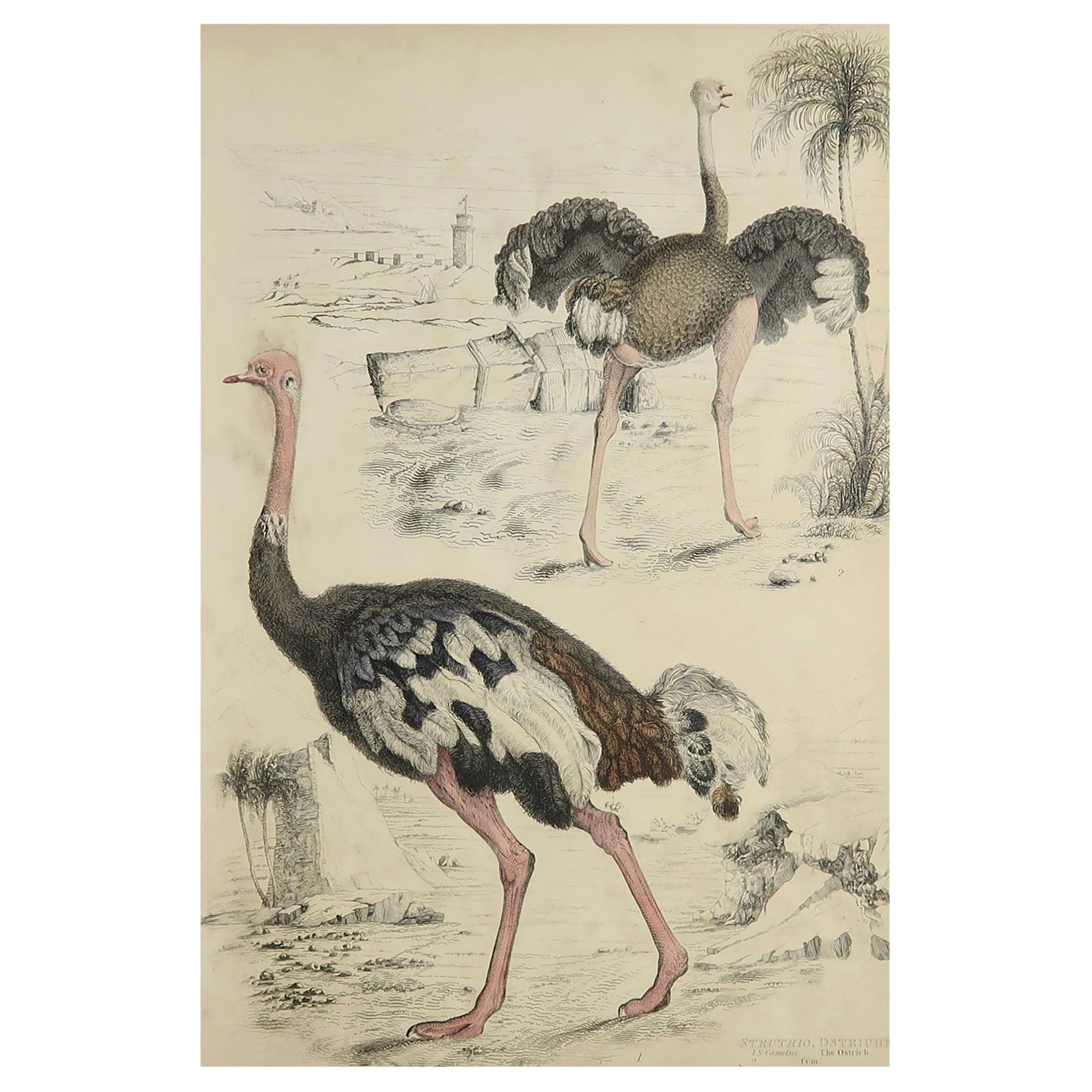 Large Original Antique Natural History Print, Ostriches, circa 1835