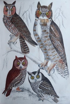 Large Original Antique Natural History Print, Owls, circa 1835