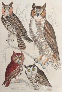 Large Original Antique Natural History Print, Owls, circa 1835