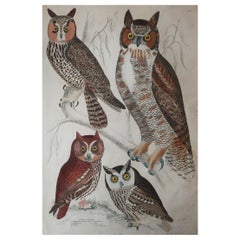 Large Original Antique Natural History Print, Owls, circa 1835