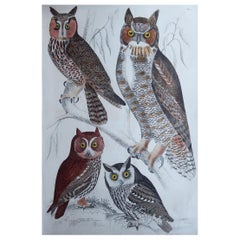 Large Original Antique Natural History Print, Owls, circa 1835