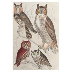 Large Original Antique Natural History Print, Owls, circa 1835
