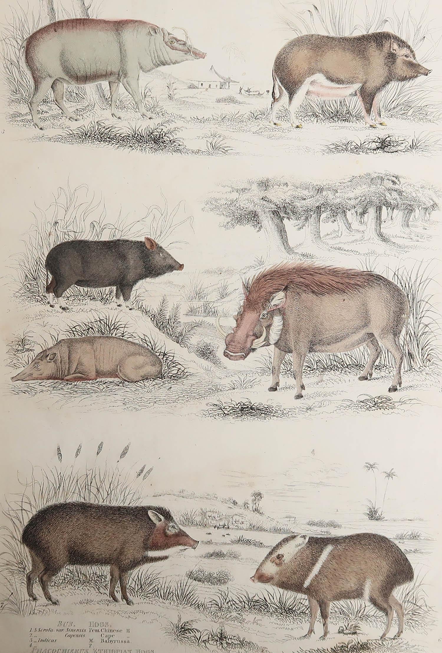 Great image of pigs or hogs.

Unframed. It gives you the option of perhaps making a set up using your own choice of frames.

Lithograph with original hand color.

Published circa 1835

Free shipping.




