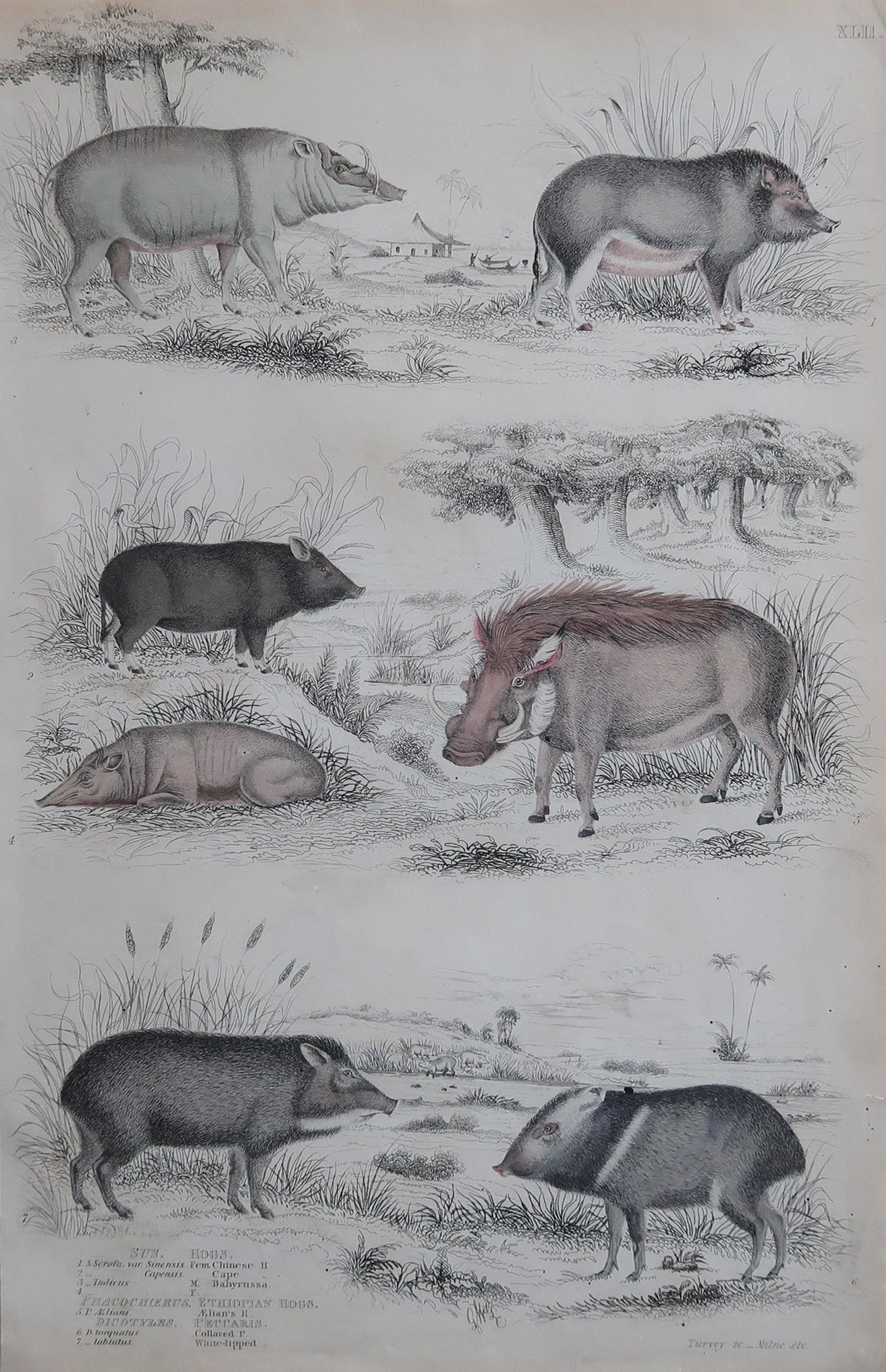 Belle image de cochons ou de porcs.

Sans cadre. Il vous donne la possibilité de réaliser un montage en utilisant les cadres de votre choix.

Lithographie avec couleurs originales à la main.

Publié vers 1835

Livraison gratuite.




