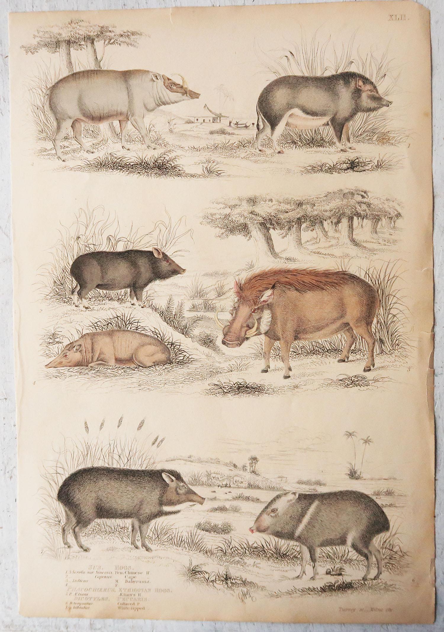 Folk Art Large Original Antique Natural History Print, Pigs / Hogs, circa 1835