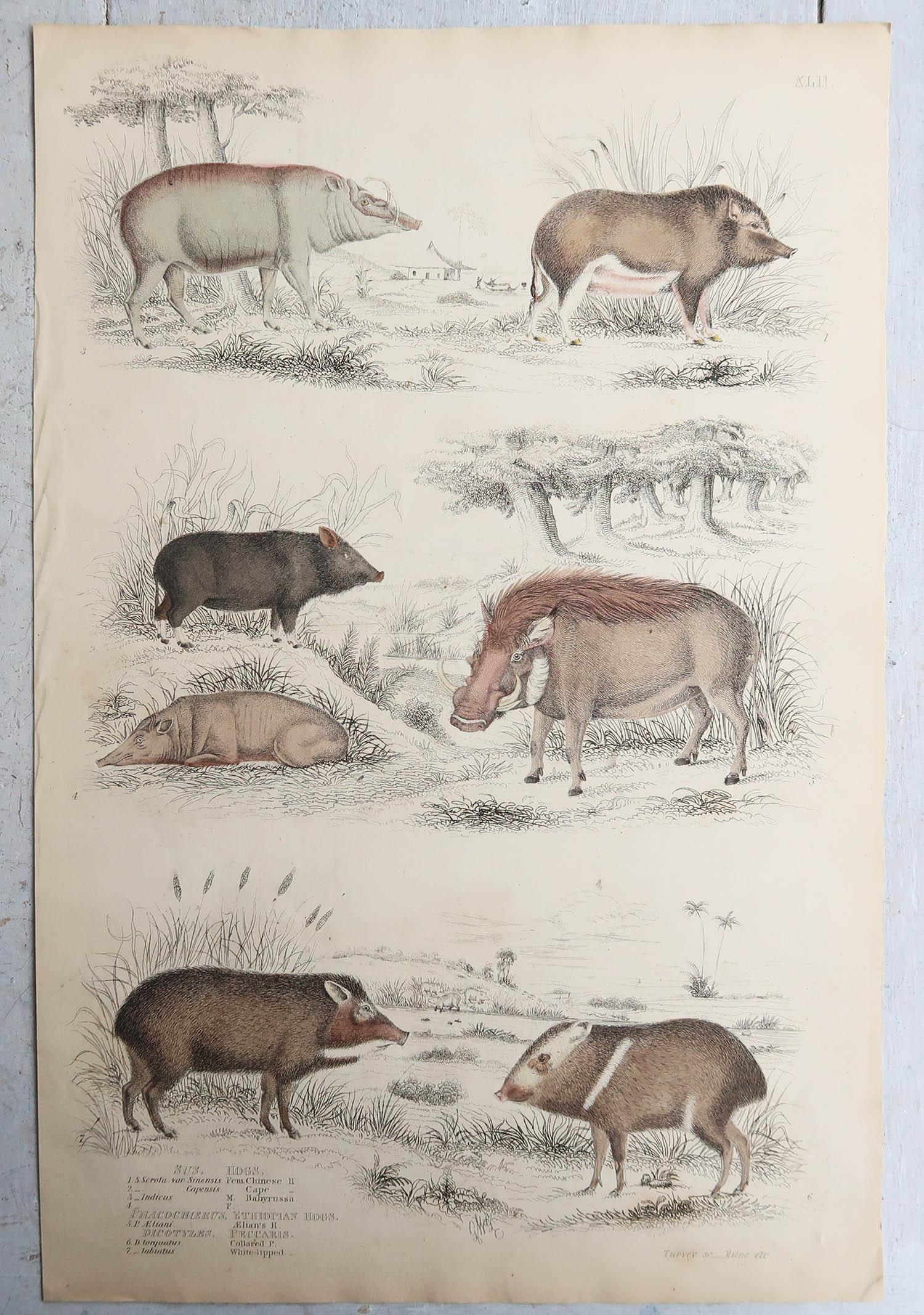 Folk Art Large Original Antique Natural History Print, Pigs / Hogs, circa 1835 For Sale