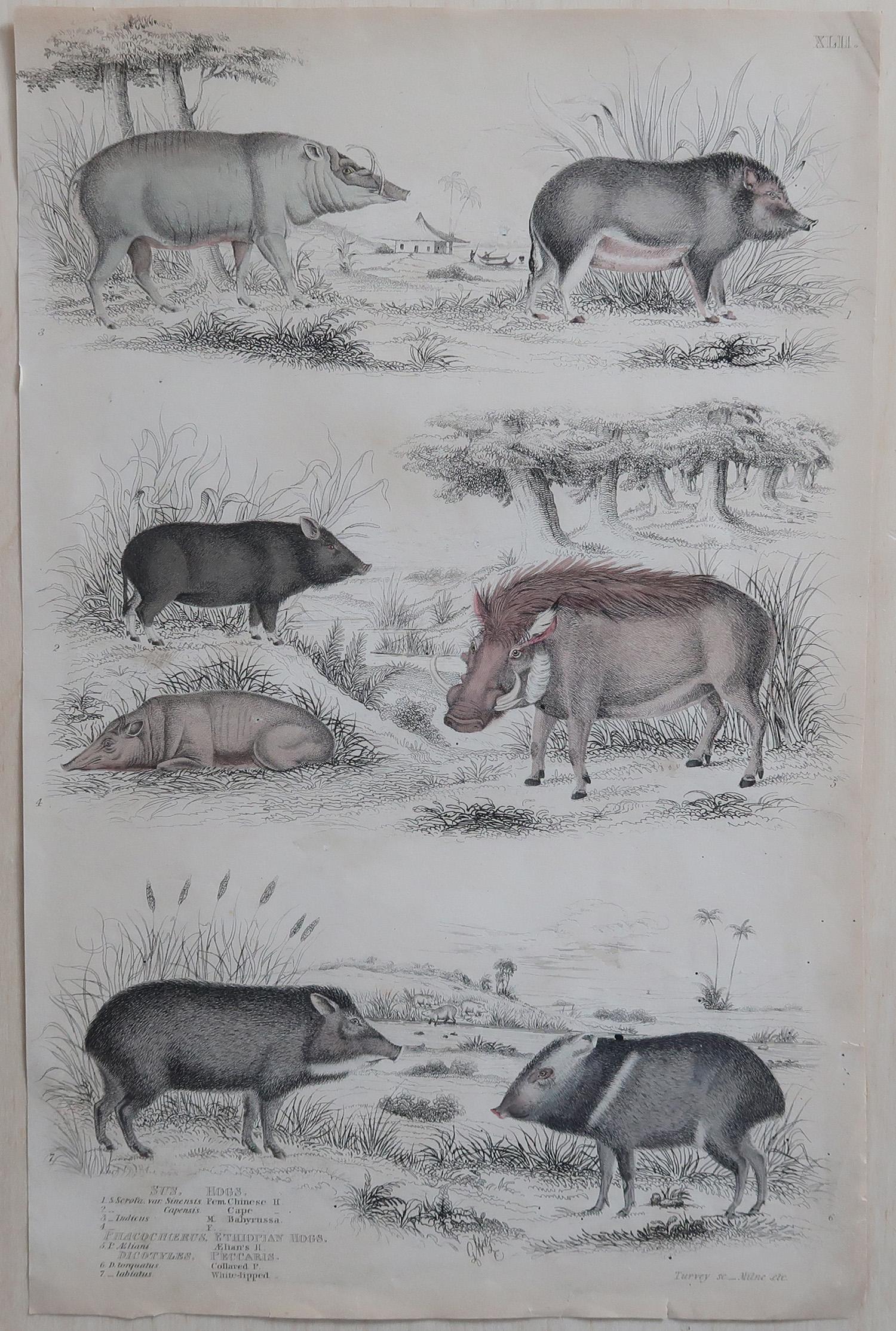 Artisanat Grande estampe ancienne d'histoire naturelle, porcs, circa 1835 en vente