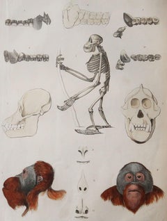 Large Original Antique Natural History Print, Quadrumana, circa 1835