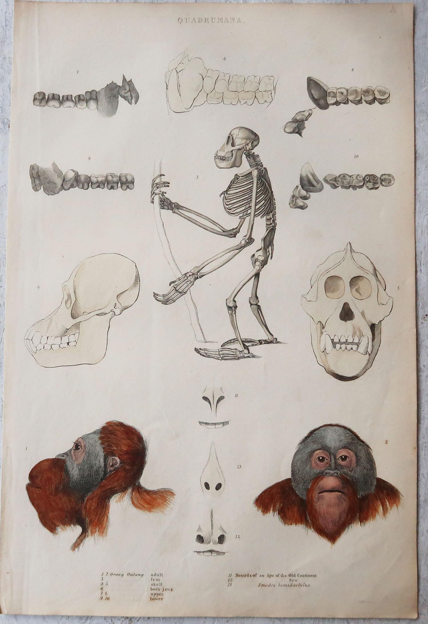 Großer originaler antiker Naturgeschichte-Druck, Quadrumana, um 1835 (Volkskunst) im Angebot