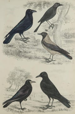 Large Original Antique Natural History Print, Raven and Crows, circa 1835