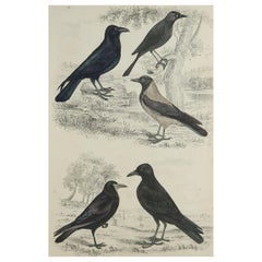 Large Original Antique Natural History Print, Raven and Crows, circa 1835