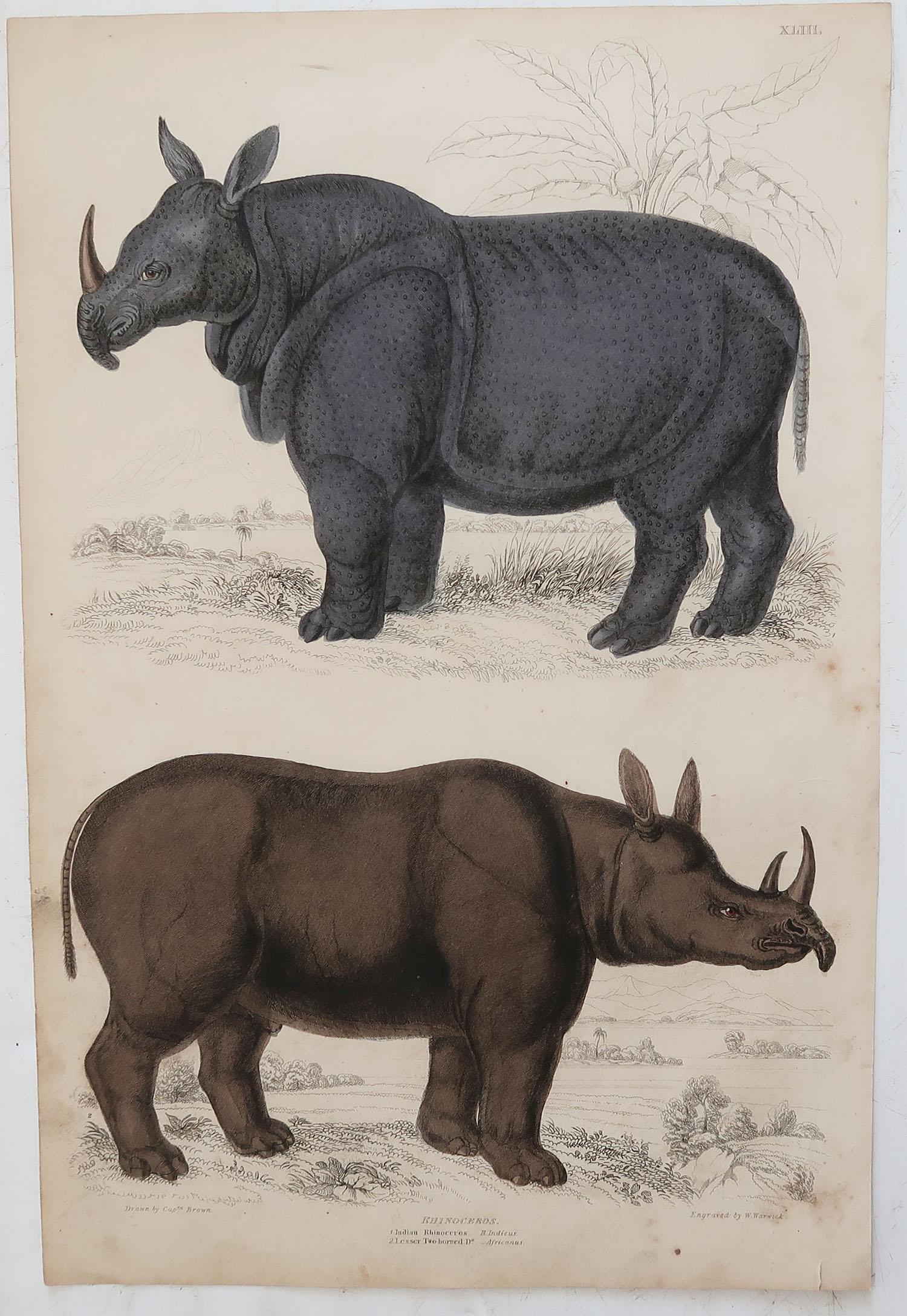 Folk Art Large Original Antique Natural History Print, Rhinoceros, circa 1835