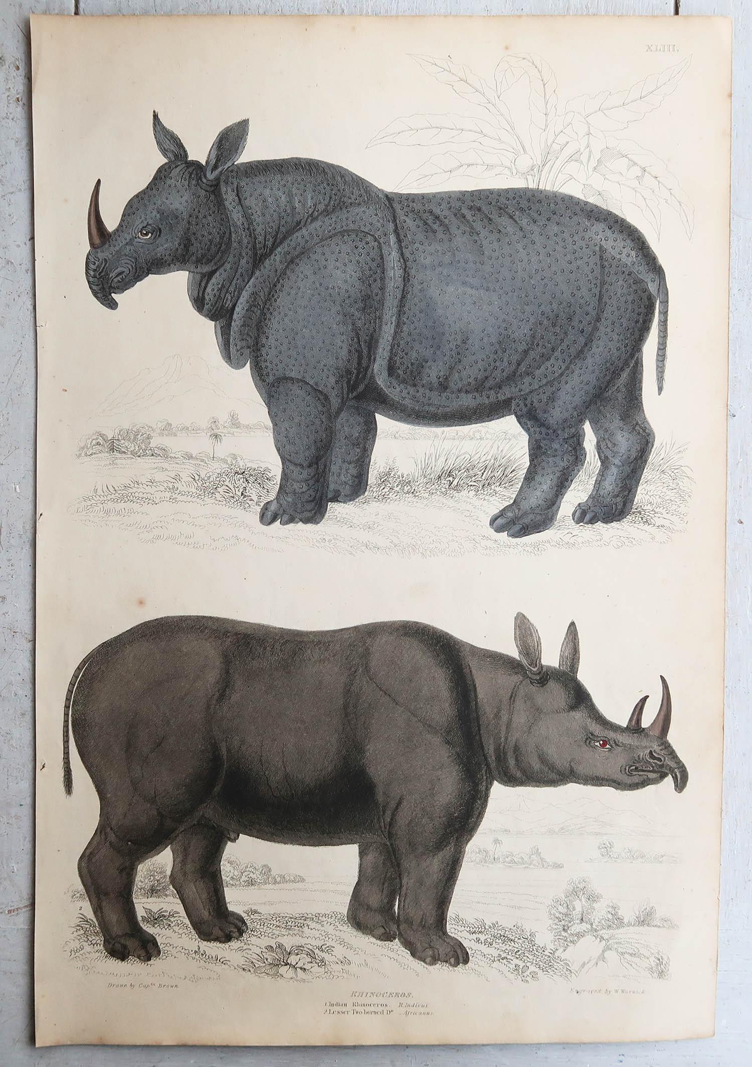 English Large Original Antique Natural History Print, Rhinoceros, circa 1835 For Sale