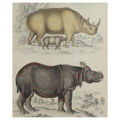 Large Original Antique Natural History Print, Rhinoceros, circa 1835