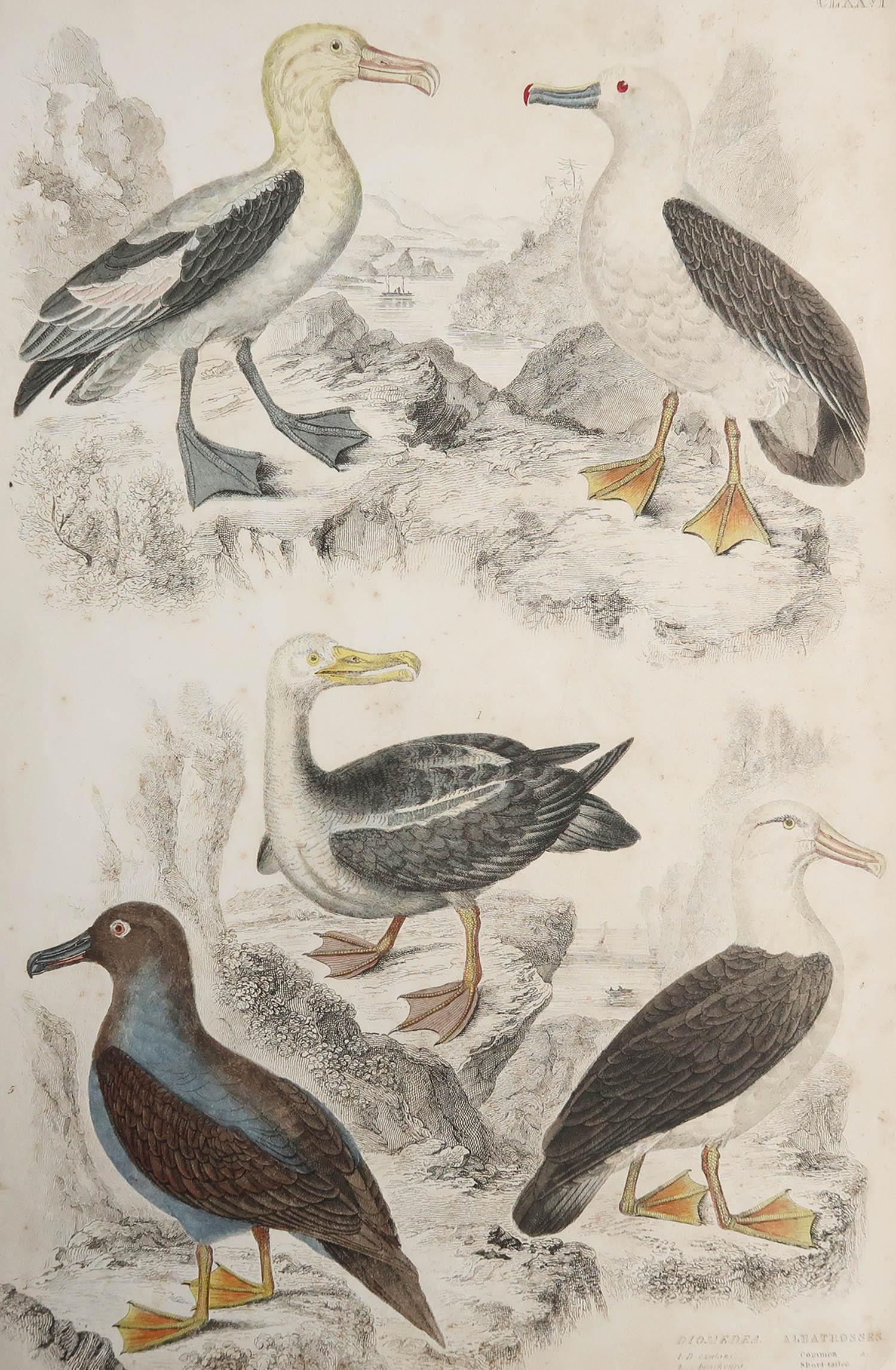 Great image of seagulls

Unframed. It gives you the option of perhaps making a set up using your own choice of frames.

Lithograph after Cpt. Brown and Marechal with original hand color.

Published circa 1835

Free shipping.




