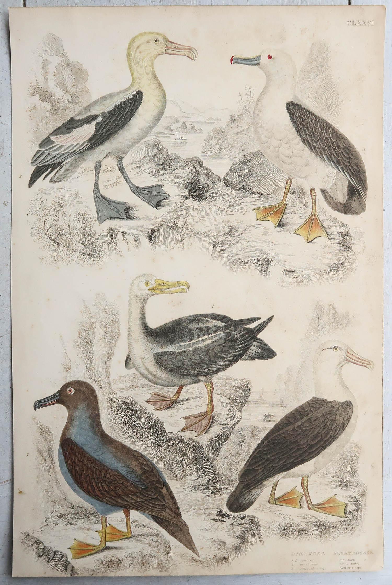 Folk Art Large Original Antique Natural History Print, Seagulls, circa 1835