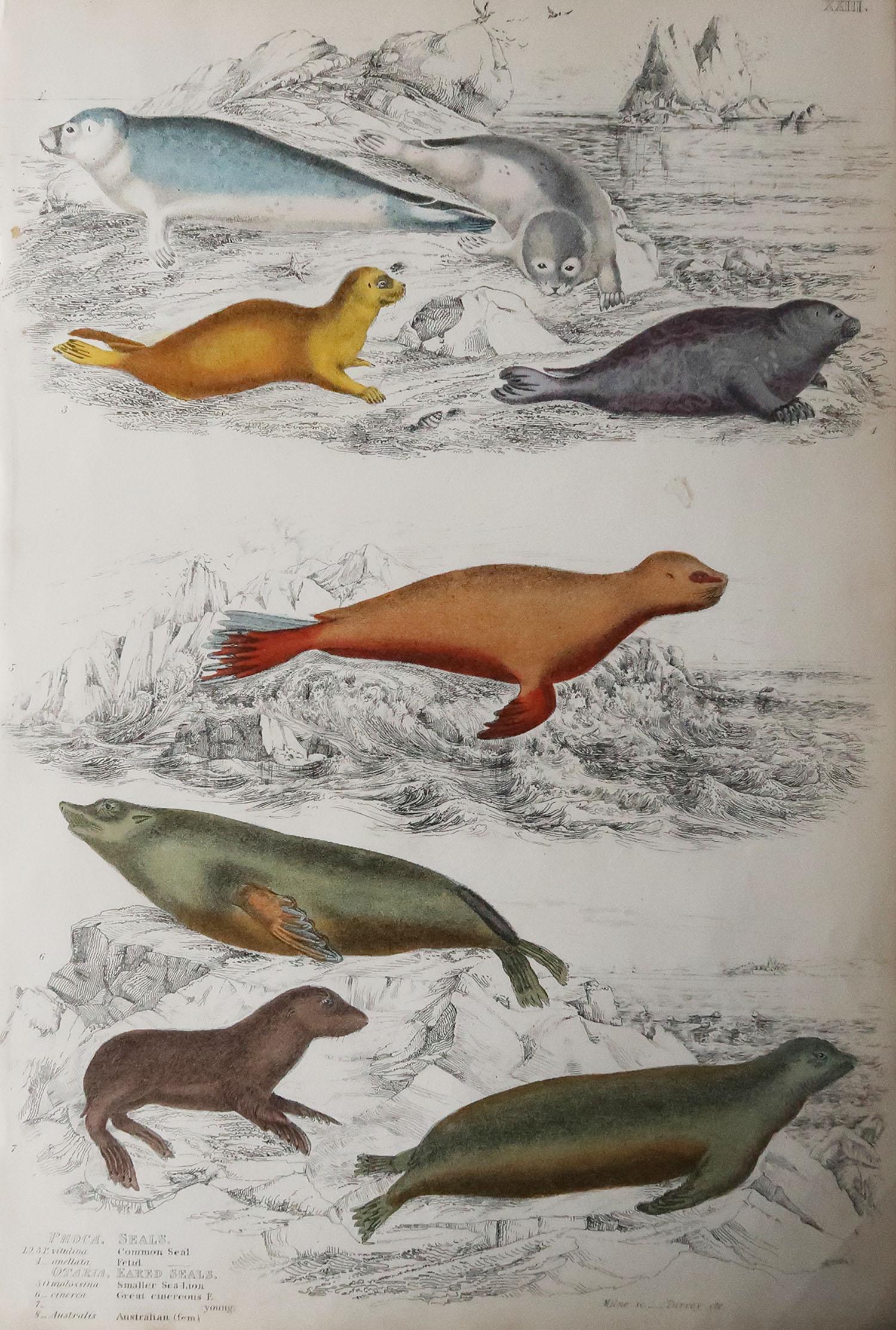 Great image of seals

Unframed. It gives you the option of perhaps making a set up using your own choice of frames.

Lithograph after Cpt. Brown with original hand color.

Published circa 1835

Free shipping.




