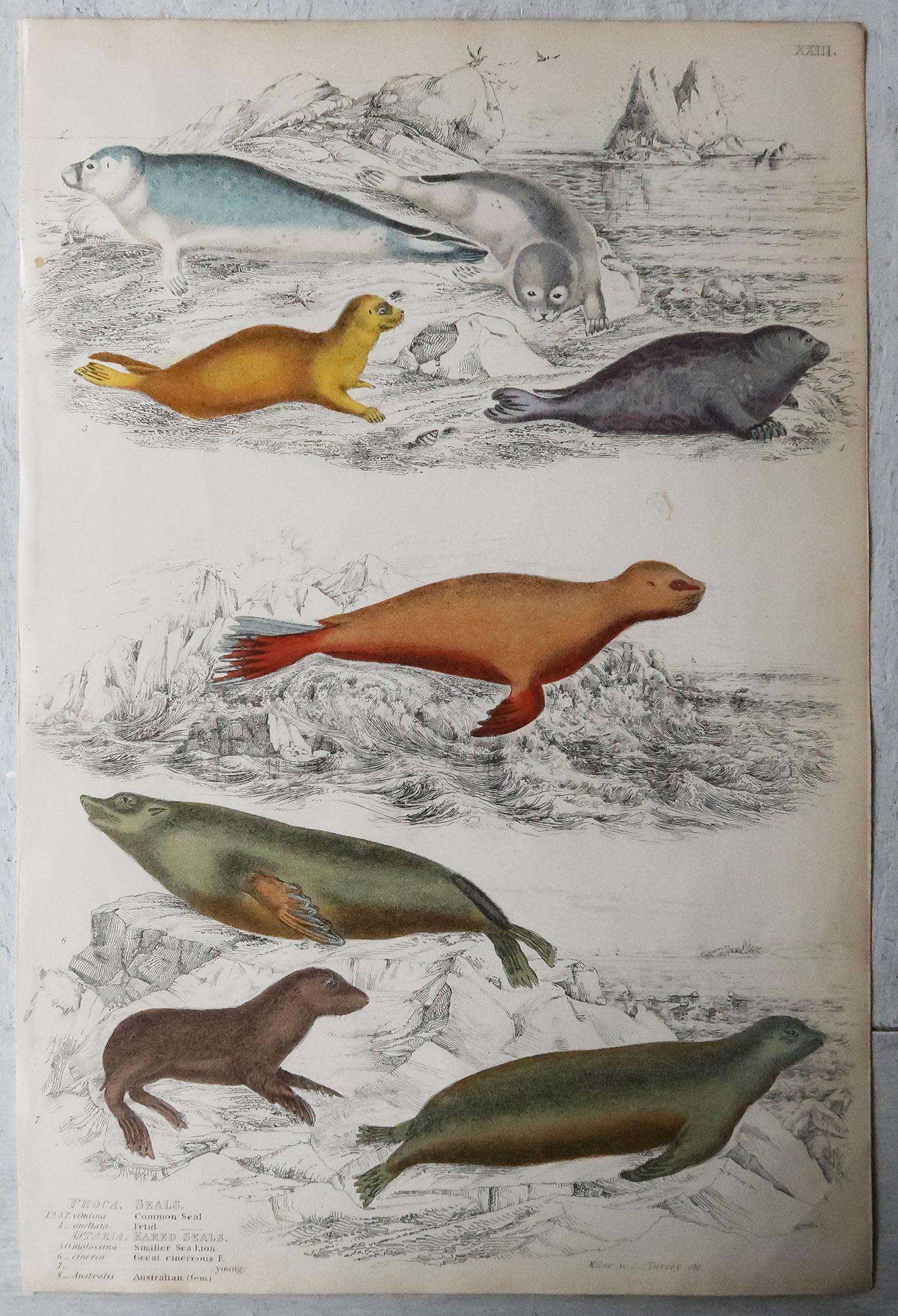 English Large Original Antique Natural History Print, Seals, circa 1835