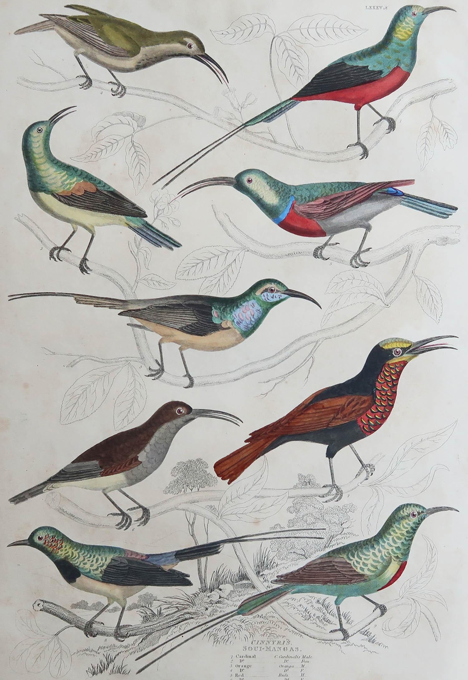 Great image of sun birds

Unframed. It gives you the option of perhaps making a set up using your own choice of frames.

Lithograph after Cpt. Brown

Original hand colour

Published circa 1835

Free shipping.




