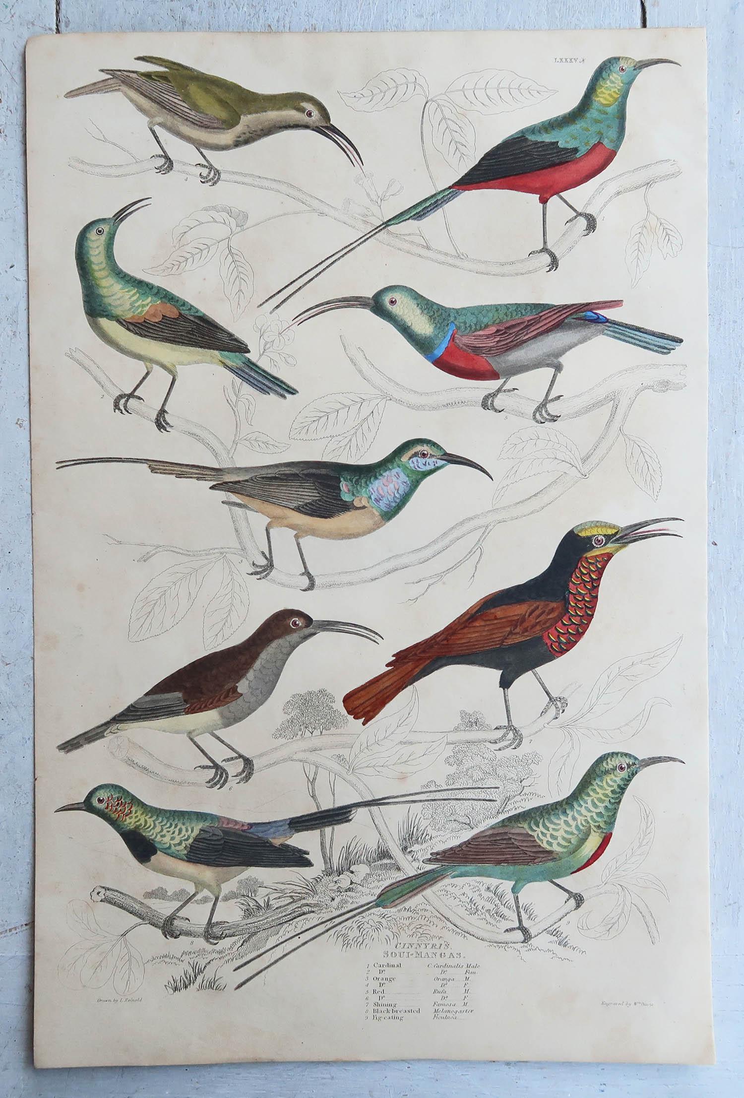 Folk Art Large Original Antique Natural History Print, Sun Birds, circa 1835 For Sale