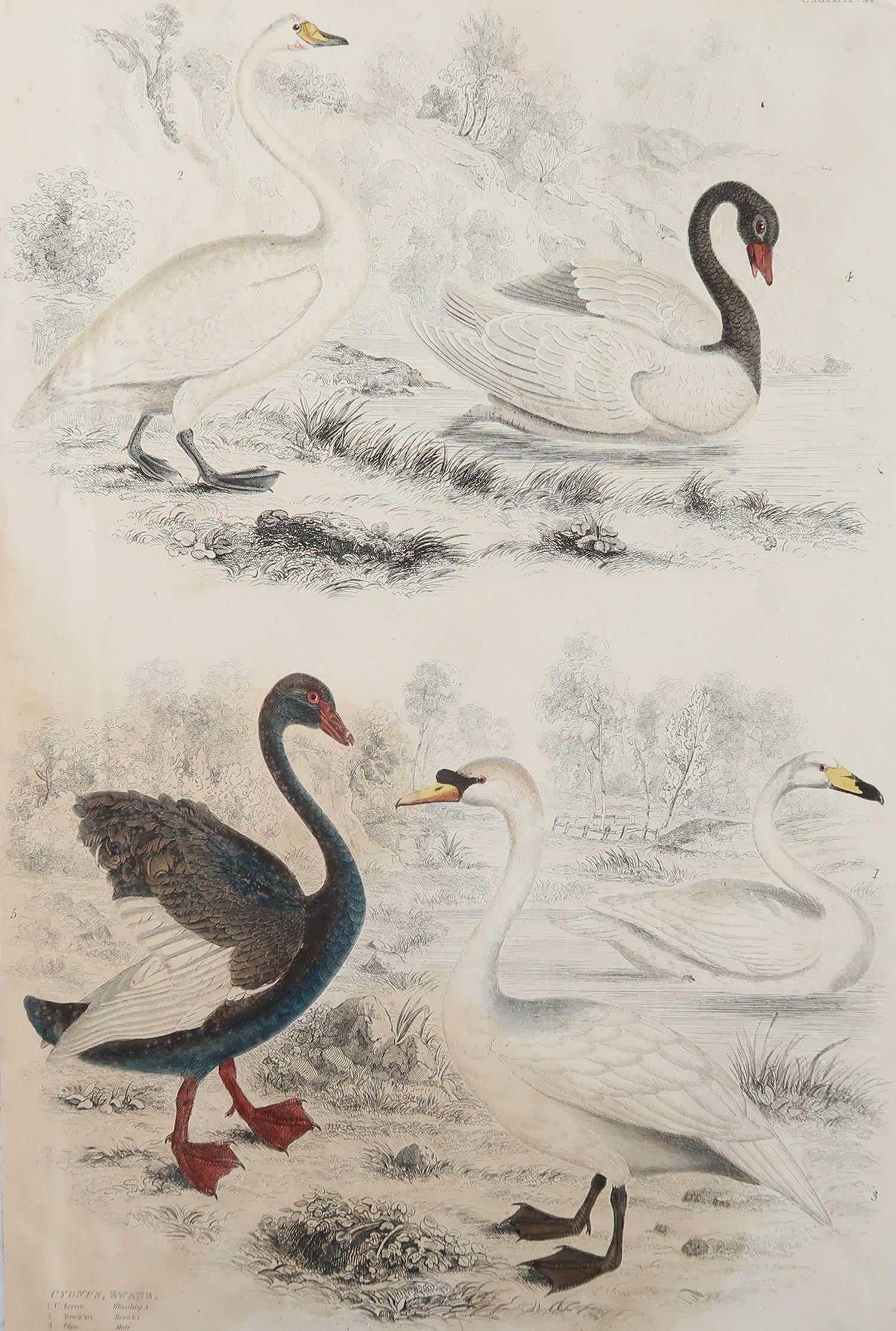 Great image of swans.

Unframed. It gives you the option of perhaps making a set up using your own choice of frames.

Lithograph after Cpt. Brown with original hand color.

Published circa 1835

Repair to a minor tear on bottom edge

Free