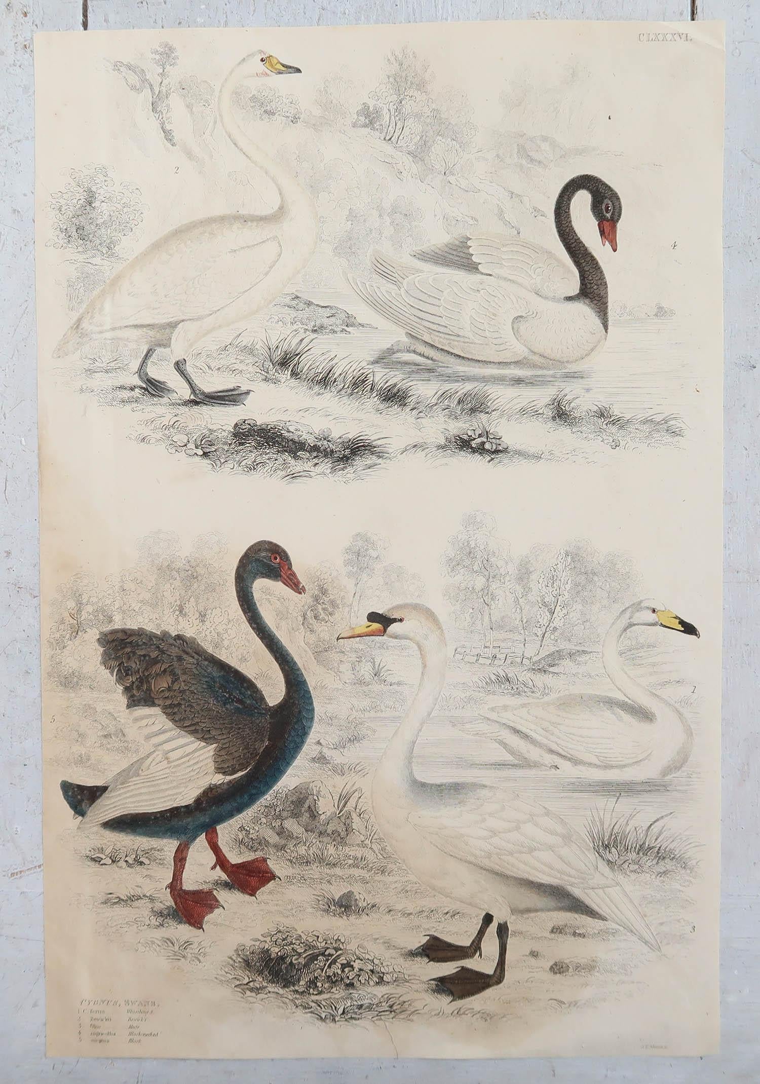 Folk Art Large Original Antique Natural History Print, Swans, circa 1835