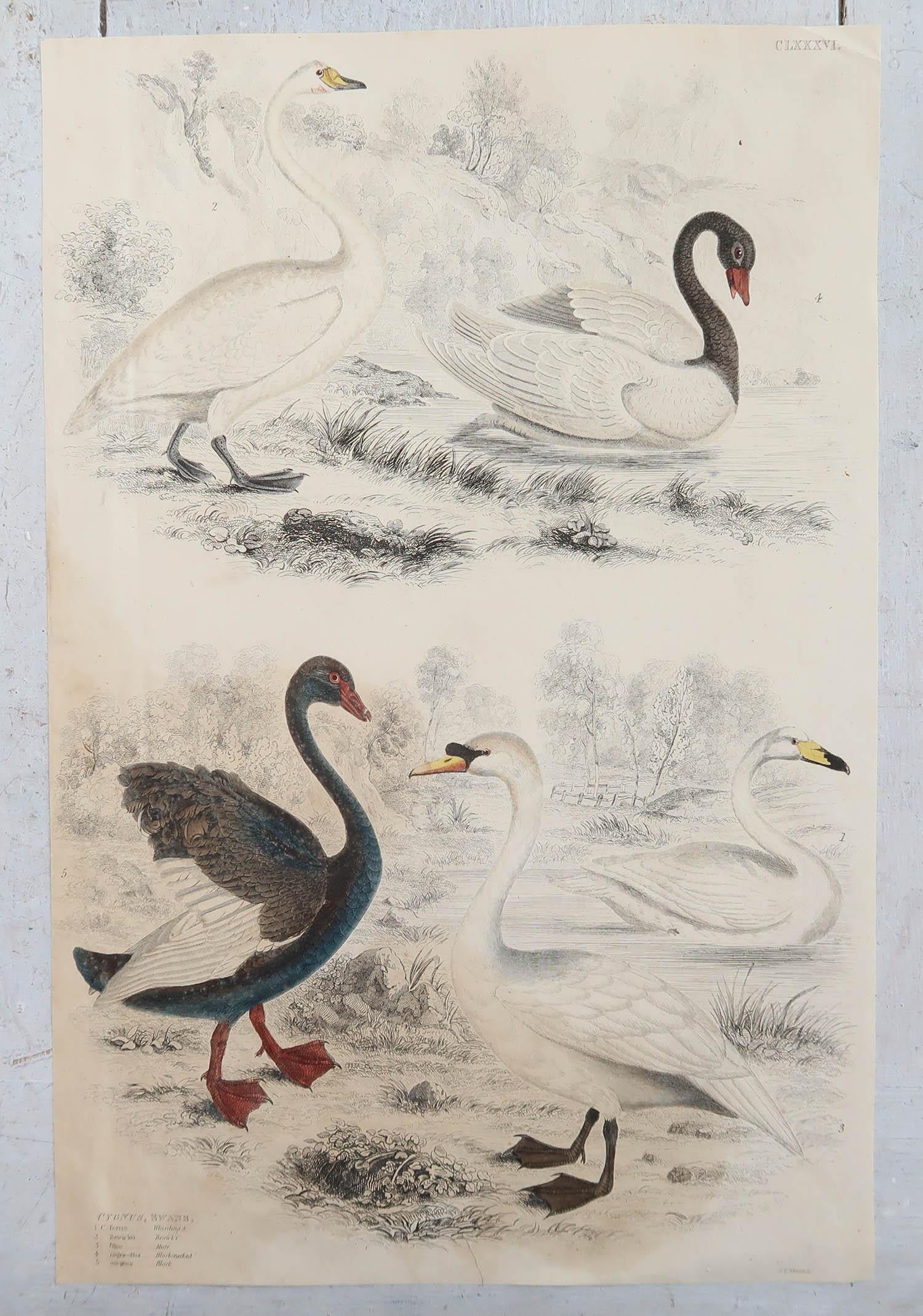 English Large Original Antique Natural History Print, Swans, circa 1835 For Sale