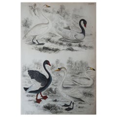 Large Original Antique Natural History Print, Swans, circa 1835