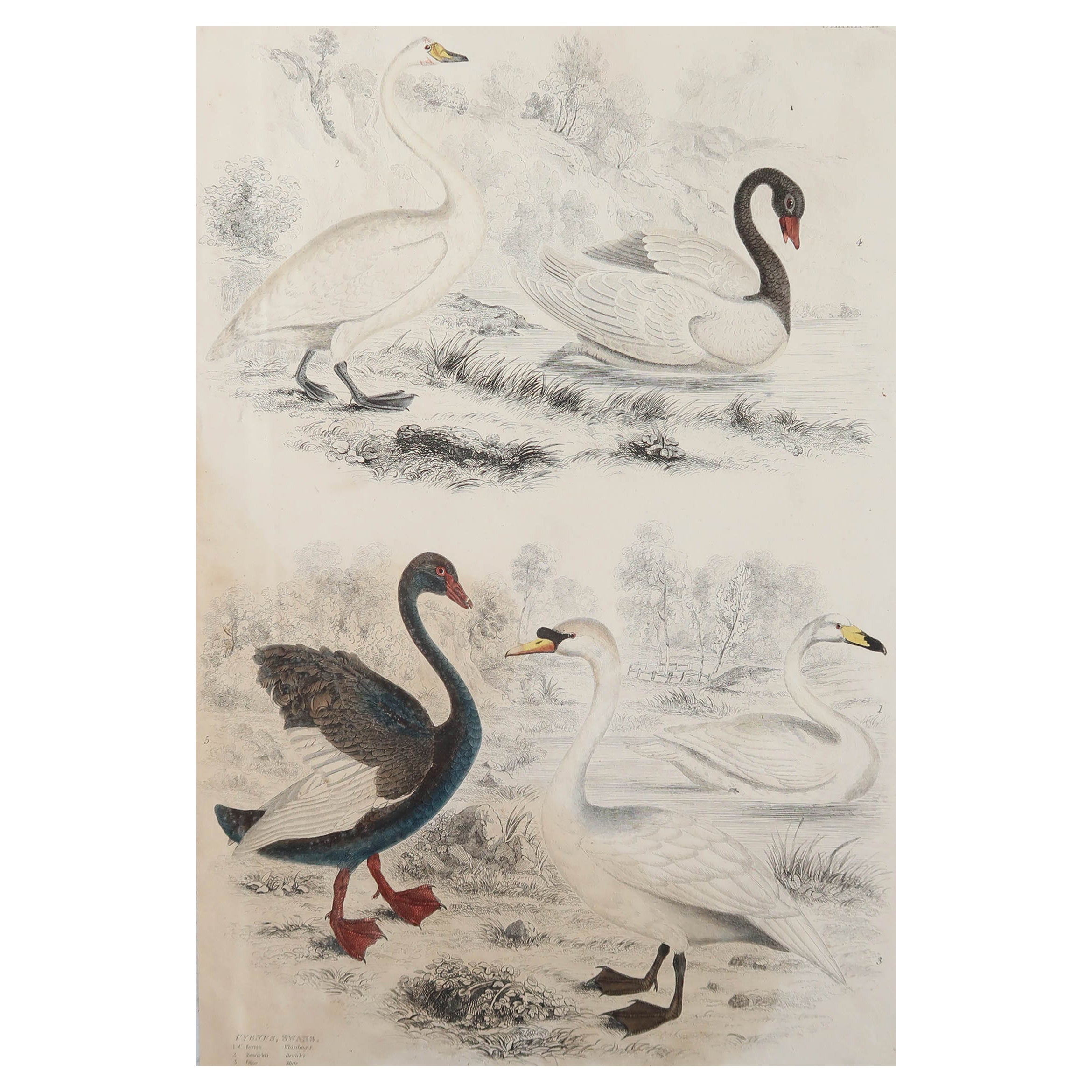 Large Original Antique Natural History Print, Swans, circa 1835