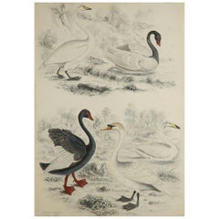 Large Original Antique Natural History Print, Swans, circa 1835