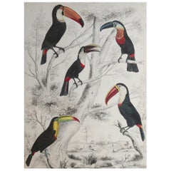 Large Original Antique Natural History Print, Toucans, circa 1835