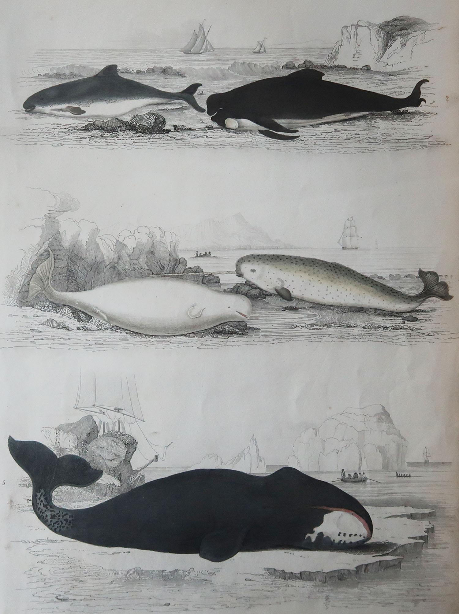 Great image of whales and dolphins

Unframed. It gives you the option of perhaps making a set up using your own choice of frames.

Lithograph after Cpt. Brown, Gilpin and Edwards with original hand color.

Published circa 1835

Free