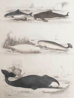 Large Original Antique Natural History Print, Whales and Dolphins, circa 1835
