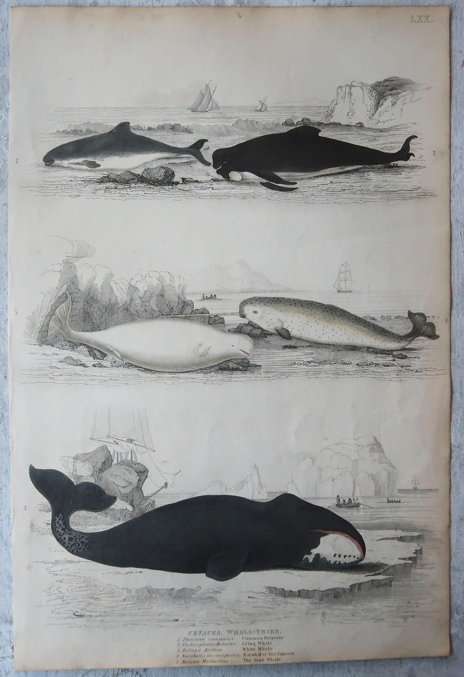 Folk Art Large Original Antique Natural History Print, Whales and Dolphins, circa 1835