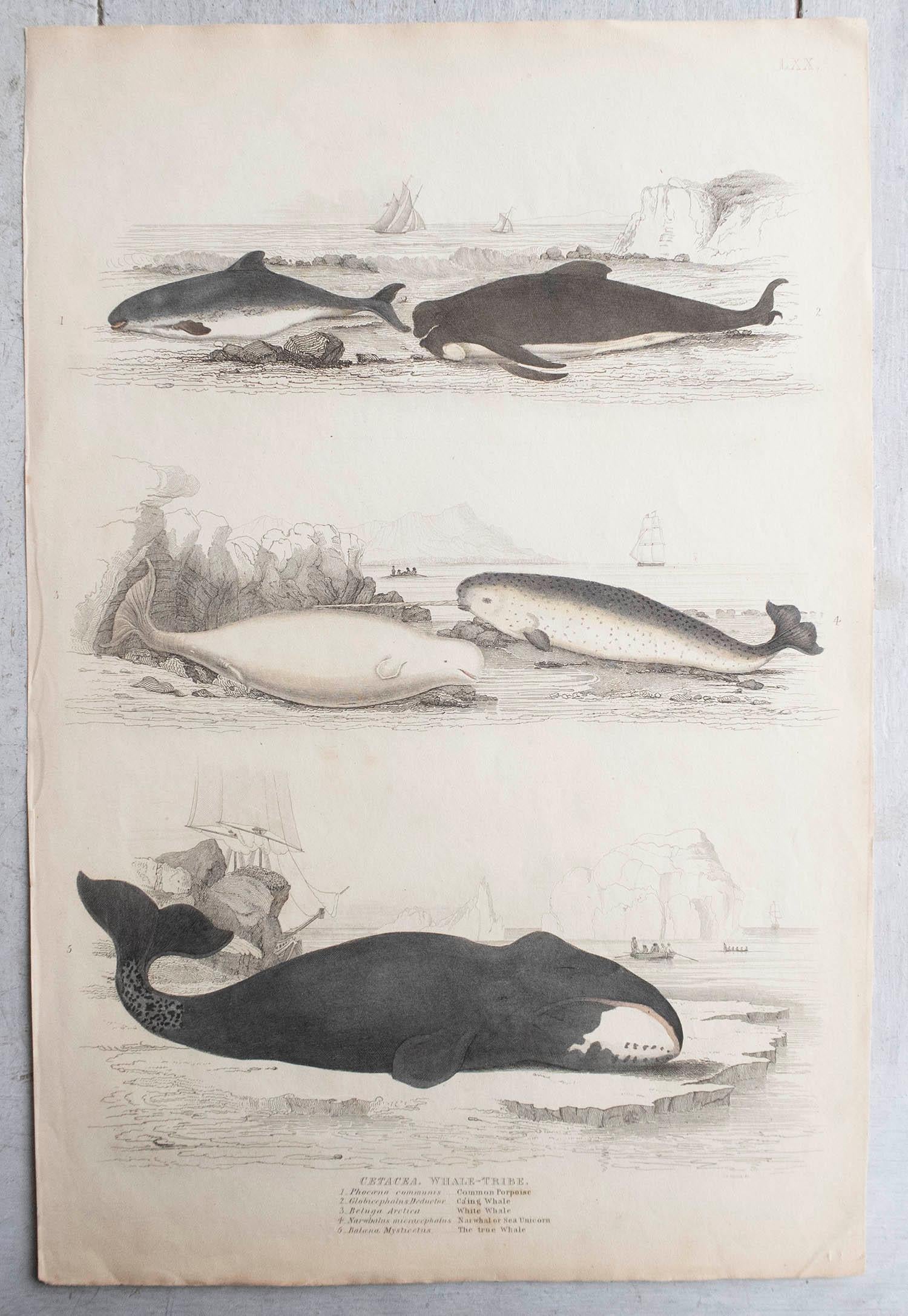 Artisanat Grande estampe ancienne d'histoire naturelle, baleines et dauphins, vers 1835 en vente