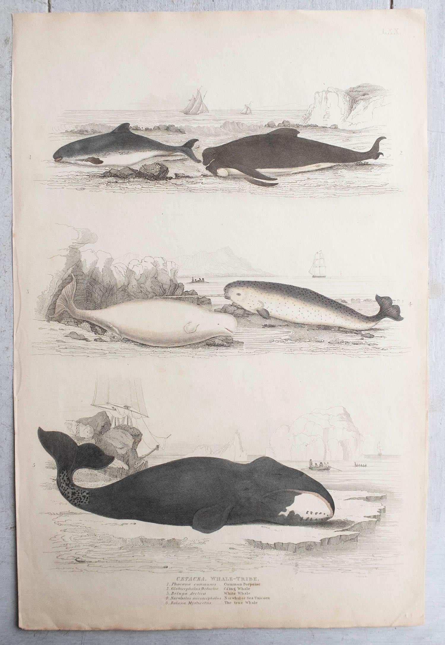 Anglais Grande estampe ancienne d'histoire naturelle, baleines et dauphins, vers 1835 en vente