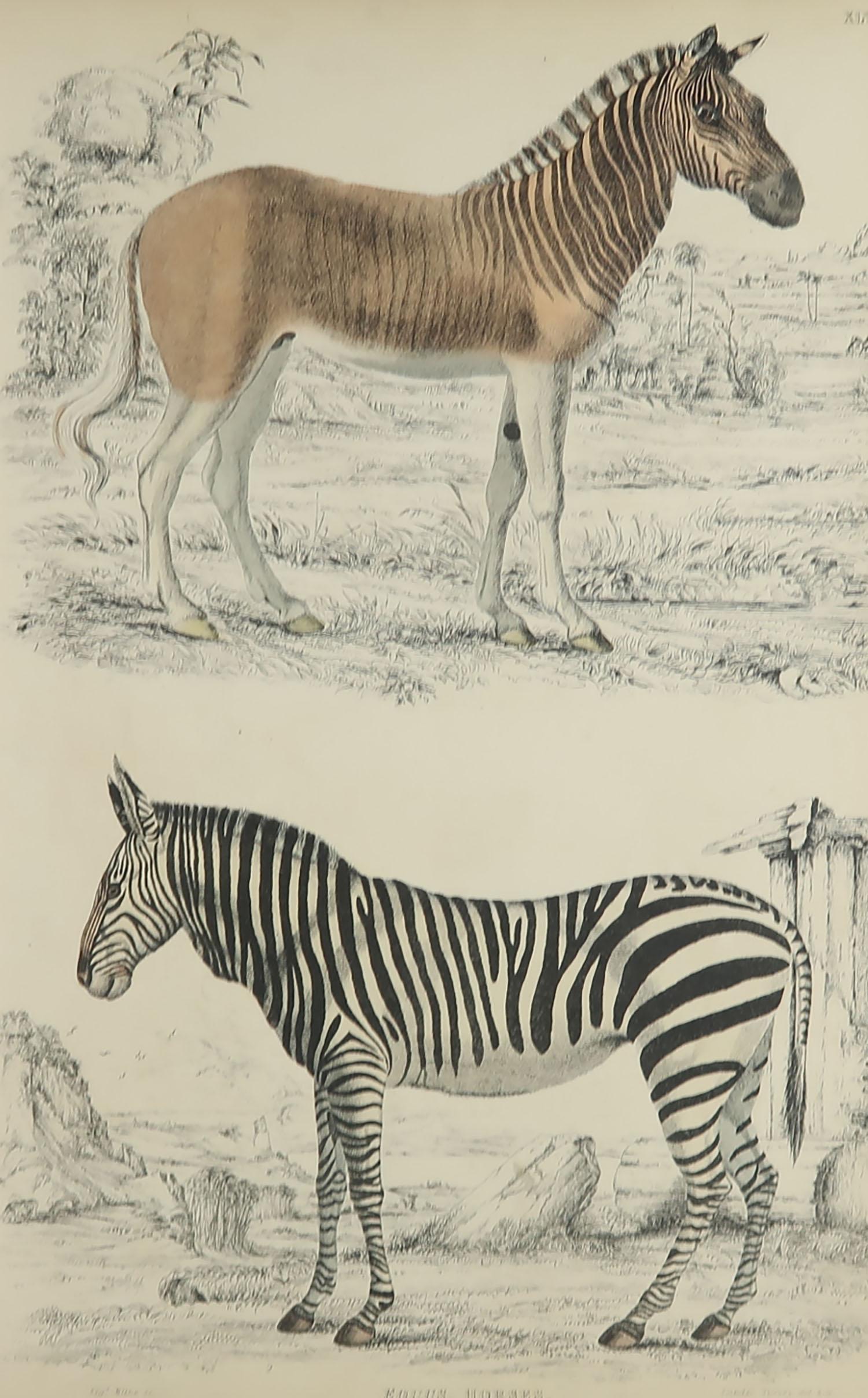 Great image of a zebra and quagga

Unframed. It gives you the option of perhaps making a set up using your own choice of frames.

Lithograph after Cpt. Brown with original hand color.

Published circa 1835

Free shipping.




  