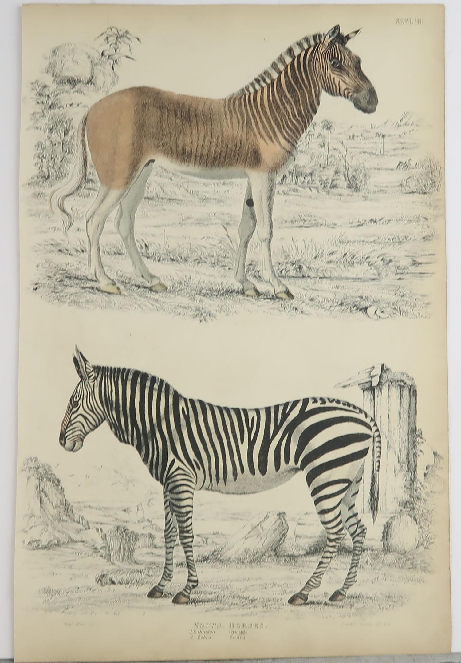 Folk Art Large Original Antique Natural History Print, Zebra and Quagga, circa 1835