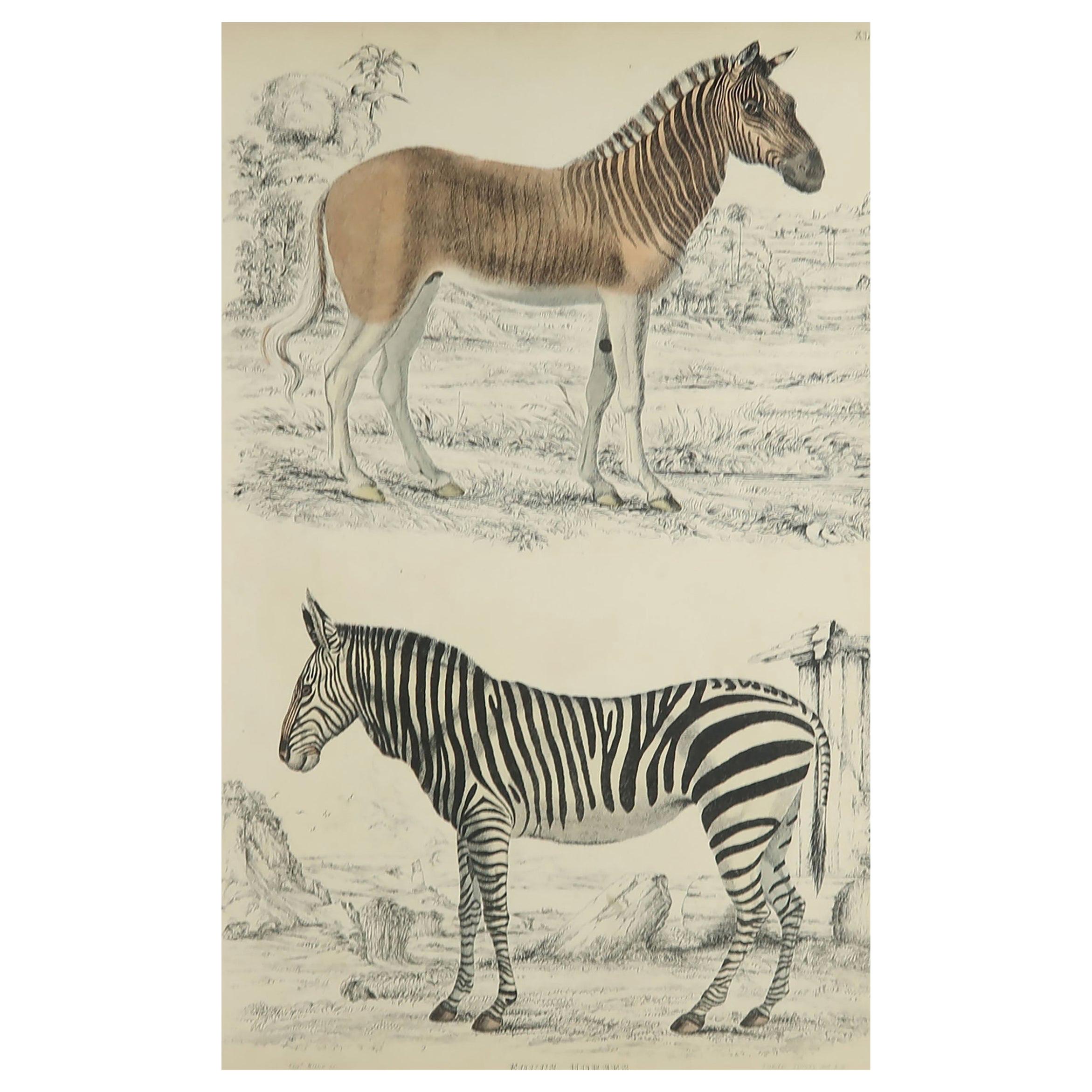 Large Original Antique Natural History Print, Zebra and Quagga, circa 1835