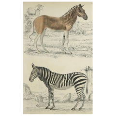 Large Original Antique Natural History Print, Zebra and Quagga, circa 1835