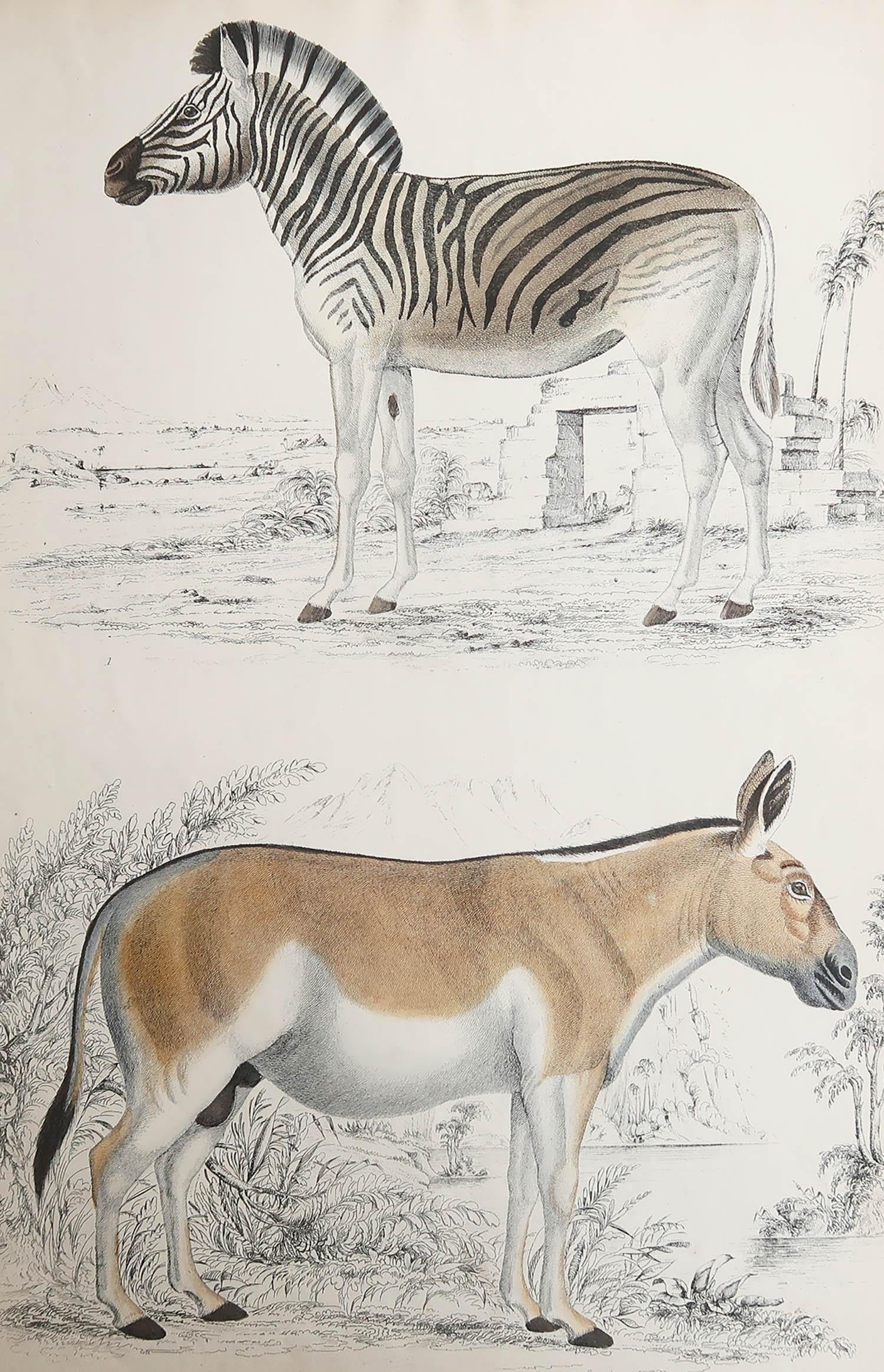 Great image of a zebra etc.

Unframed. It gives you the option of perhaps making a set up using your own choice of frames.

Lithograph after Cpt. Brown with original hand color.

Published circa 1835.

Free shipping.





