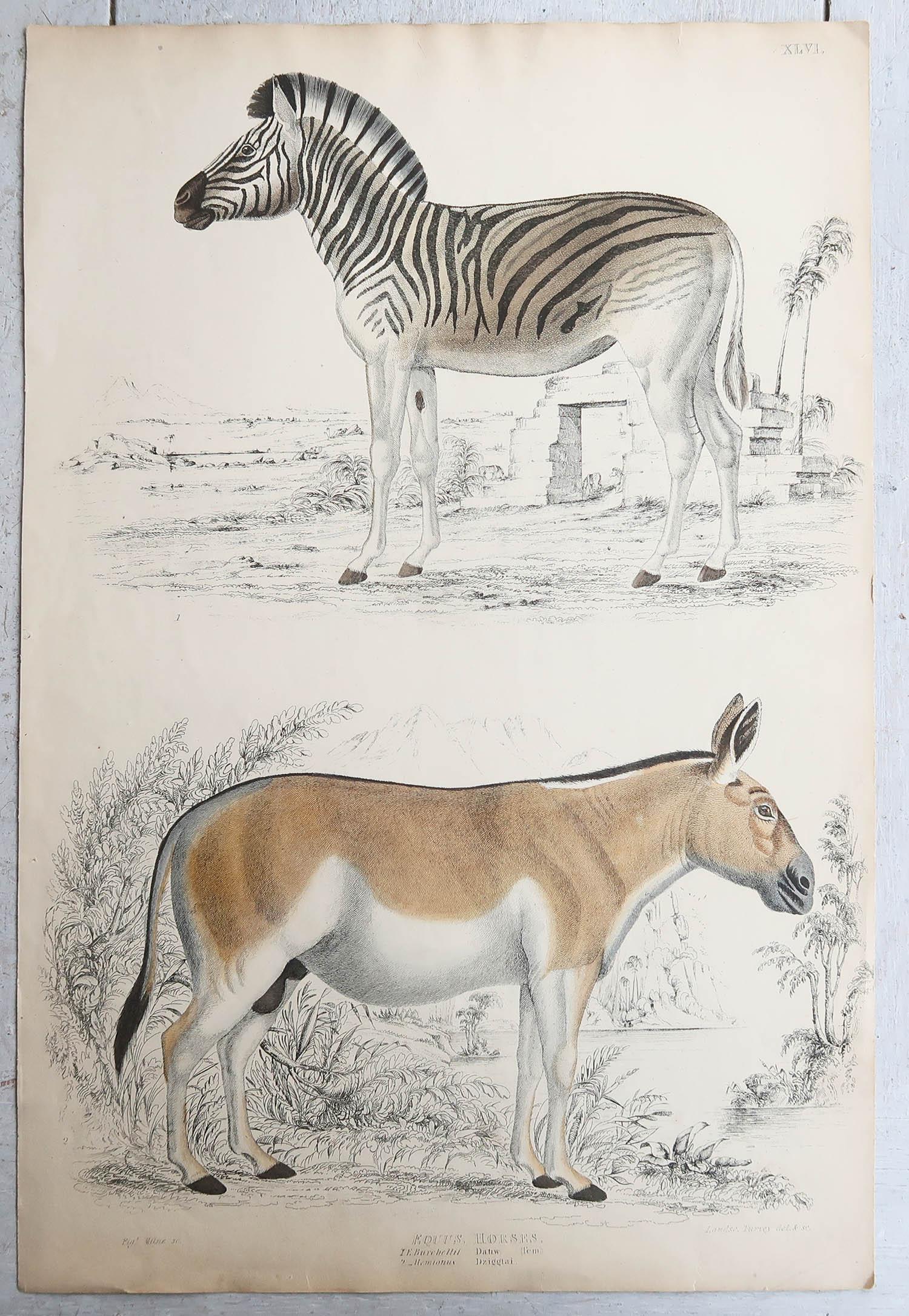 Folk Art Large Original Antique Natural History Print, Zebra, circa 1835 For Sale