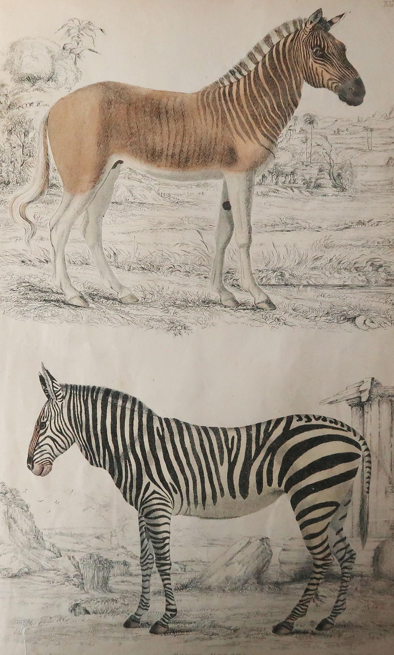Great image of zebras

Unframed. It gives you the option of perhaps making a set up using your own choice of frames.

Lithograph after Cpt. Brown with original hand color.

Published circa 1835.

Repair to a minor edge tear on bottom