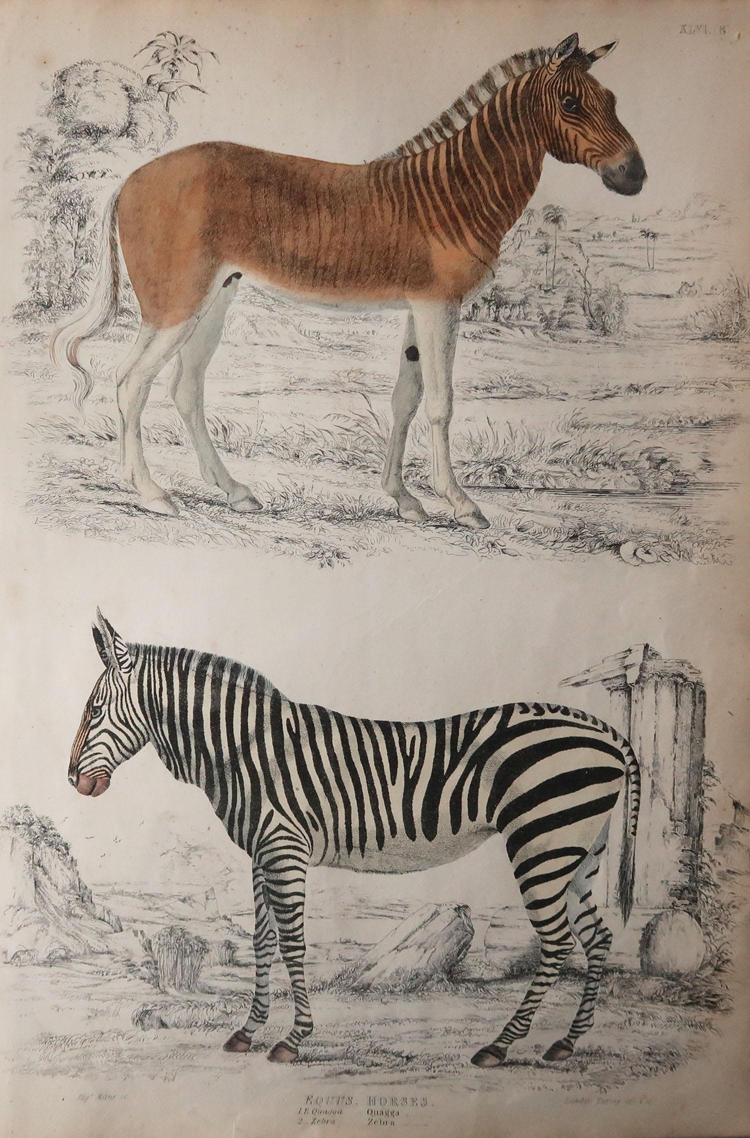 Great image of zebras

Unframed. It gives you the option of perhaps making a set up using your own choice of frames.

Lithograph after Cpt. Brown with original hand color.

Published circa 1835.

Free shipping.




