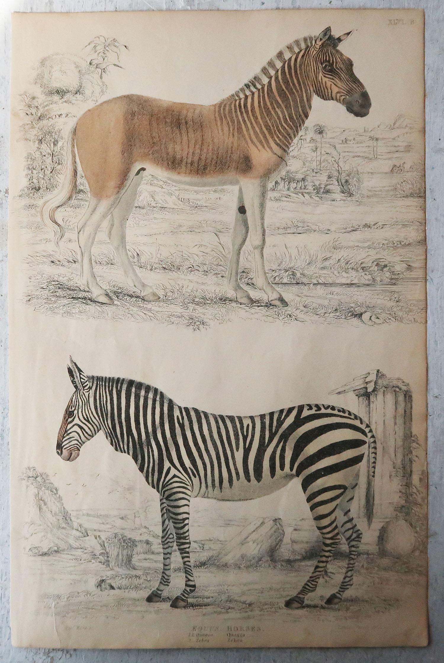 Folk Art Large Original Antique Natural History Print, Zebras, circa 1835