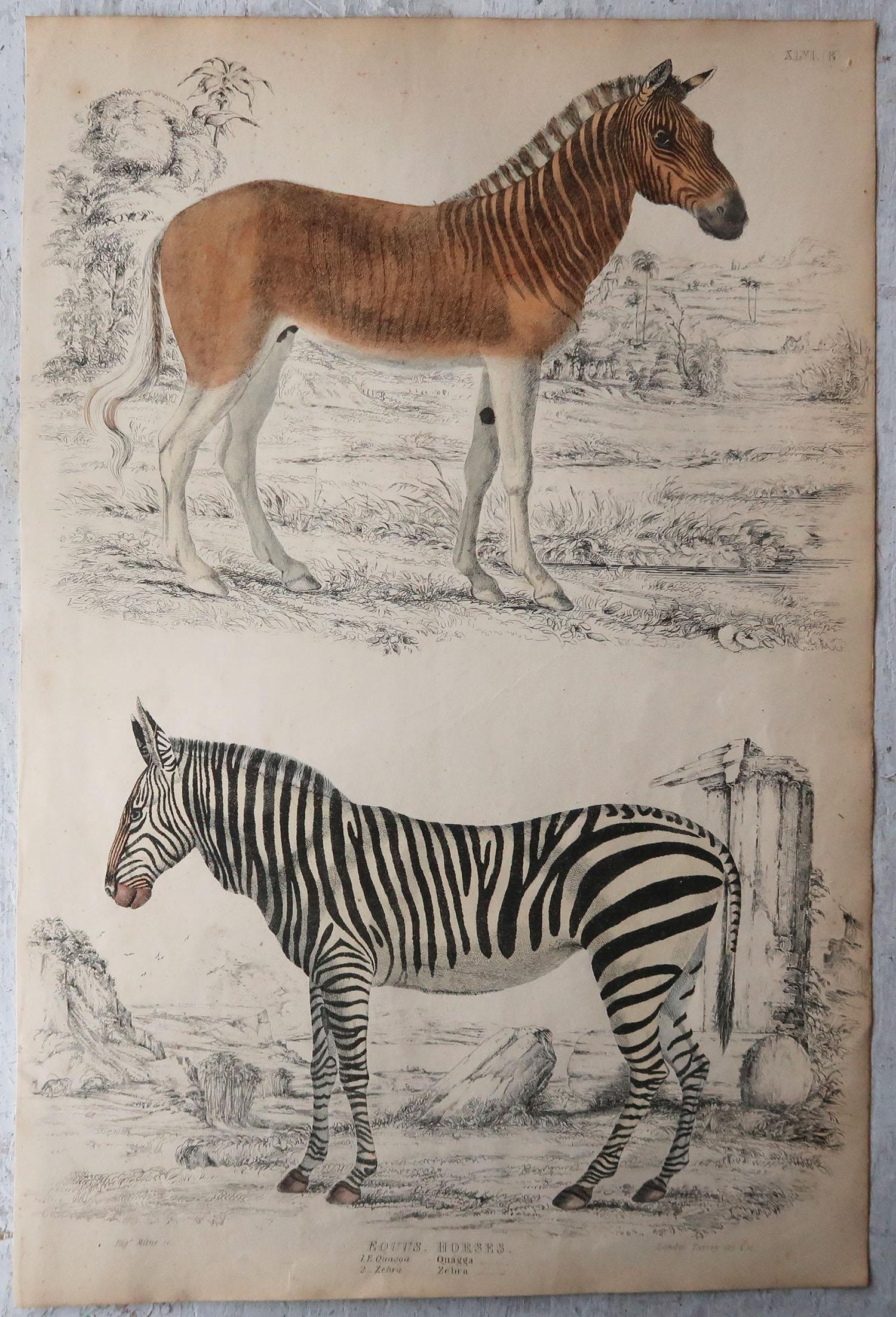 antiques to zebras